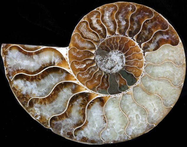 Agatized Ammonite Fossil (Half) #39609